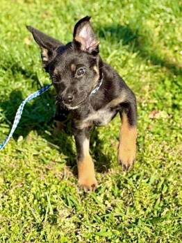 Australian Cattle Dog Blue Heeler Dogs Available for Adoption in Princeton, Massachusetts - Ricochet | PetCurious