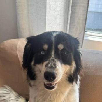 Border Collie Dogs Available for Adoption in Niagara Falls, Ontario - Spots (20260507-01) | PetCurious