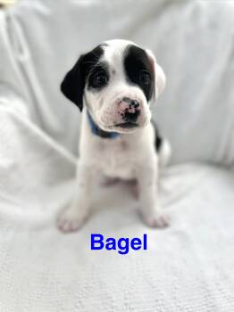 Jack Russell Terrier and Great Dane Dogs Available for Adoption in Madisonville, Louisiana - BAGEL | PetCurious
