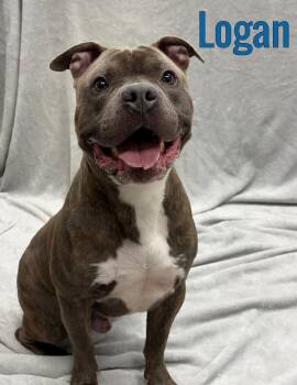 Logan -  Mixed Breed Dog for Adoption in Pleasantville, New Jersey - Logan | PetCurious