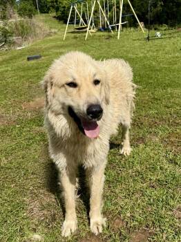Great Pyrenees Dogs Available for Adoption in Glocester, Rhode Island - Shaggy | PetCurious