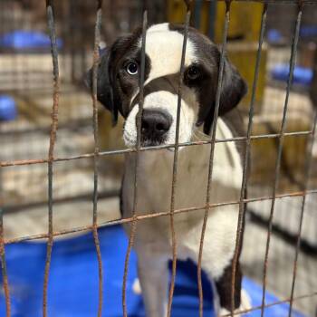 Buck Bullington (Ryder) -  Catahoula Leopard Dog and Mixed Breed Dog for Adoption in Fort Smith, Arkansas - Buck Bullington (Ryder) | PetCurious