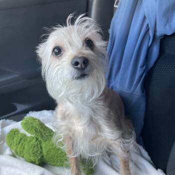 Rescue Terrier Dogs for Adoption in Las Vegas, Nevada - Scooter | PetCurious