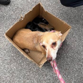 Dachshund Dogs Available for Adoption in St. Louis, Missouri - Melissie | PetCurious