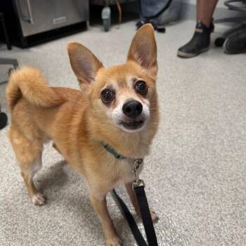 Chihuahua and Pomeranian Dogs Available for Adoption - Calvin | PetCurious