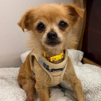 Pouf 14398 -  Terrier and Chihuahua Dog for Adoption in San Francisco, California - Pouf 14398 | PetCurious