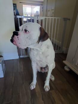 HEWITT -  Boxer Dog Available for Adoption in Park Row, Texas - HEWITT | PetCurious