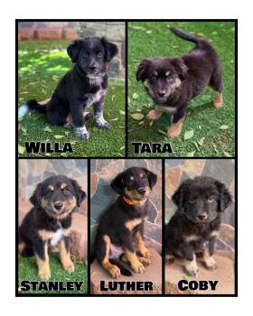 Rottweiler-Cattle Dog Mixes -  Rottweiler and Cattle Dog Dog for Adoption in Glendale, Arizona - Rottweiler-Cattle Dog Mixes | PetCurious