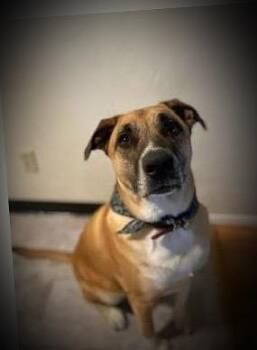 German Shepherd Dog and Mixed Breed Dogs Available for Adoption in Klamath Falls, Oregon - Rocky Balboa | PetCurious