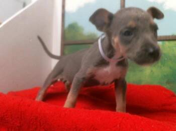 German Shepherd Dog and Mixed Breed Dogs Available for Adoption in Houston, Texas - VALERIA | PetCurious