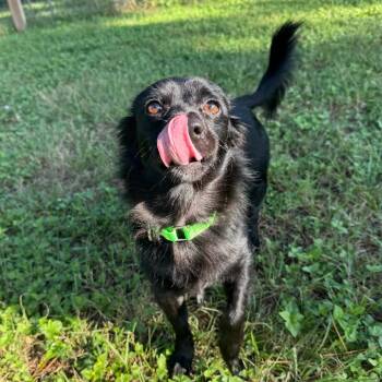 Loki Onyx -  Chihuahua and Mixed Breed Dog for Adoption in Houston, Texas - Loki Onyx | PetCurious