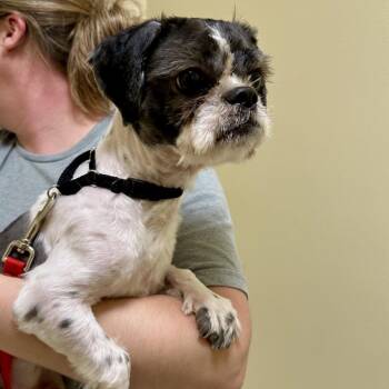 Bruce -  Shih Tzu Dog for Adoption in Bedford, New Hampshire - Bruce | PetCurious