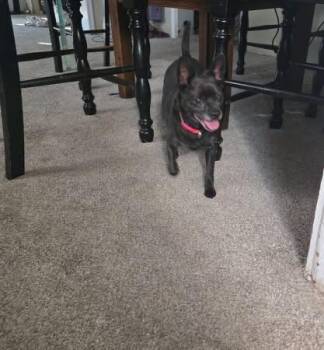 Rescue Chihuahua Dogs for Adoption in Pocatello, Idaho - Jethro | PetCurious