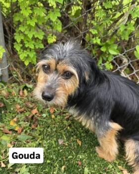 Gouda -  Yorkshire Terrier and Terrier Dog for Adoption in Miami, Florida - Gouda | PetCurious
