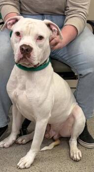 Tyson (bonded to Bear) -  Pit Bull Terrier and Mixed Breed Dog for Adoption in Fishers, Indiana - Tyson (bonded To Bear) | PetCurious