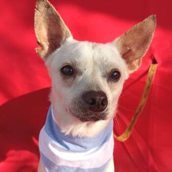 Rescue Chihuahua and Mixed Breed Dogs for Adoption in San Diego, California - Dexter | PetCurious