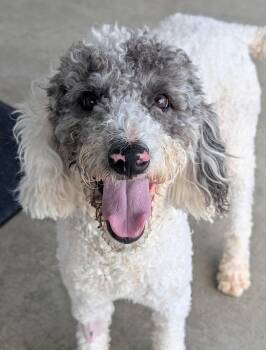 Bruno -  Labradoodle Dog for Adoption in Baton Rouge, Louisiana - Bruno | PetCurious