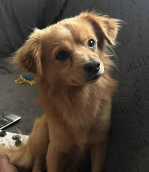 Chihuahua Dogs Available for Adoption - Rusty | PetCurious