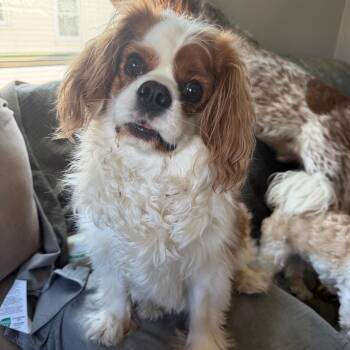 Cavalier King Charles Spaniel Dogs Available for Adoption in Rochester, Minnesota - Toby II | PetCurious