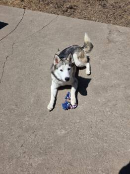 Ronald Radke -  Siberian Husky Dog for Adoption in Mooresville, Indiana - Ronald Radke | PetCurious