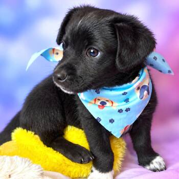 Udon -  Chihuahua and Mixed Breed Dog for Adoption in Boerne, Texas - Udon | PetCurious