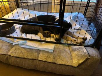 Cattle Dog and Collie Dogs Available for Adoption in Calgary, Alberta - Crash | PetCurious