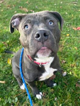 Rescue Pit Bull Terrier Dogs for Adoption in Fall River, Massachusetts - Rosie | PetCurious