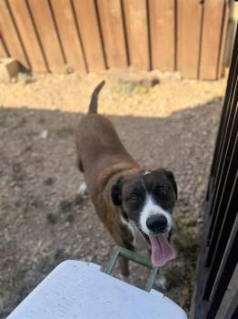 FRANCE -  Mixed Breed Dog for Adoption in Dallas, Texas - FRANCE | PetCurious