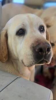 Labrador Retriever Dogs Available for Adoption in Groveland, Massachusetts - Butters | PetCurious