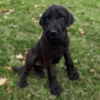 Rescue Shar Pei and Poodle Dogs for Adoption in Leesburg, Florida - Sarah | PetCurious