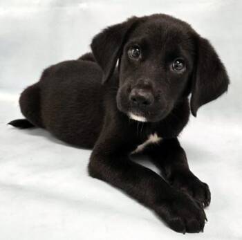 Journey -  Labrador Retriever and Mixed Breed Dog for Adoption in Morton Grove, Illinois - Journey | PetCurious