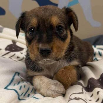 Willamina -  Shepherd and Mixed Breed Dog for Adoption - Willamina | PetCurious