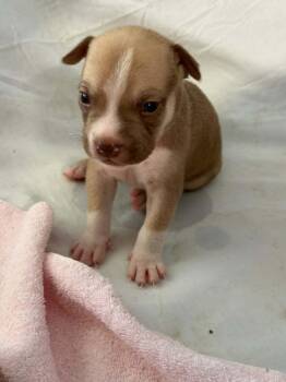 Cinnamon Twist -  Black Mouth Cur Dog for Adoption in Silsbee, Texas - Cinnamon Twist | PetCurious