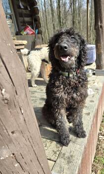 Golden Retriever and Poodle Dogs Available for Adoption in Friendship, New York - Daisy  | PetCurious