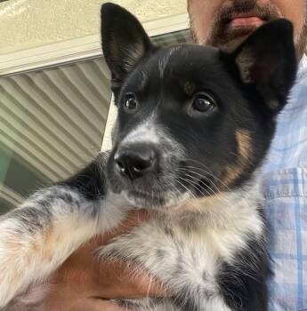 CATTLE DOG PUPPIES, PAISLEY, RILEY, OLIVIA -  Australian Cattle Dog Blue Heeler and German Shepherd Dog Dog for Adoption in Thousand Oaks, California - CATTLE DOG PUPPIES, PAISLEY, RILEY, OLIVIA | PetCurious