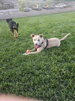 ADELAIDE -  Husky Dog for Adoption in Broomfield, Colorado - ADELAIDE | PetCurious
