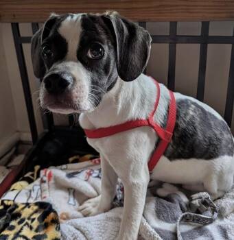 Mixed Breed Dogs Available for Adoption in Warren, Ohio - Corey | PetCurious