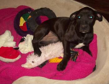 Duke -  American Staffordshire Terrier and Basset Hound Dog for Adoption in Staatsburg, New York - Duke | PetCurious