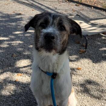 Ms. Frizzle -  Mixed Breed Dog for Adoption in York, Pennsylvania - Ms. Frizzle | PetCurious