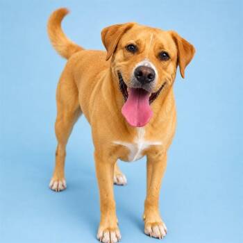 Labrador Retriever Dogs Available for Adoption in Westminster, Maryland - BOOKER | PetCurious