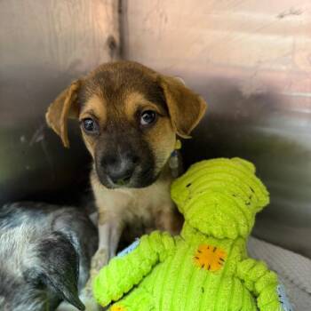 Mixed Breed Dogs Available for Adoption in Austin, Texas - Gucci | PetCurious