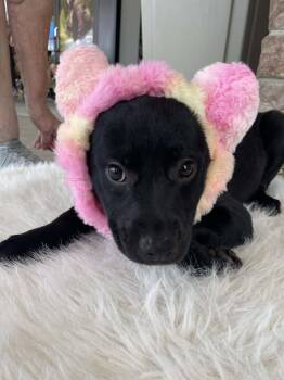 Olivia -  Labrador Retriever Dog for Adoption in Florissant, Missouri - Olivia | PetCurious