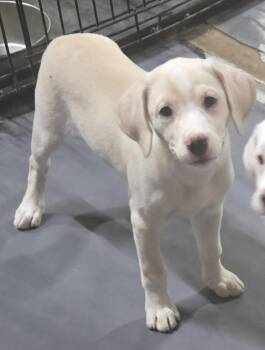 Daffodil -  Labrador Retriever and Mixed Breed Dog for Adoption in Medfield, Massachusetts - Daffodil | PetCurious