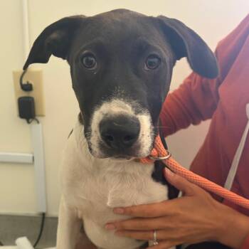 Elise -  Pit Bull Terrier and Mixed Breed Dog for Adoption in Nashville, Tennessee - Elise | PetCurious