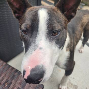 Rescue Mixed Breed Dogs for Adoption in Buffalo, Minnesota - Cheerio | PetCurious