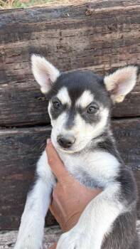 Australian Cattle Dog Blue Heeler and Mixed Breed Dogs Available for Adoption in Camarillo, California - OREO MCFLURRY | PetCurious