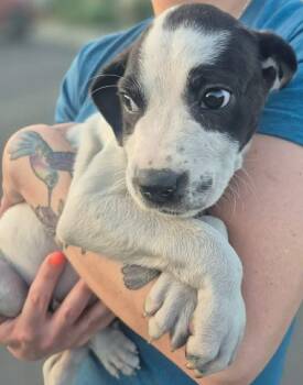 Great Pyrenees Dogs Available for Adoption in Sterling, Massachusetts - Emira 11 Weeks AVAIL 4/22 | PetCurious