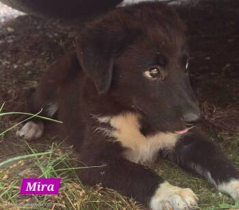 Mira -  Great Pyrenees Dog for Adoption in Alexander, Arkansas - Mira | PetCurious