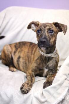 Grits in NH. Come Meet our Adoptable Dogs Wednesday-Saturday. Mo -  Boxer Dog for Adoption in Manchester, New Hampshire - Grits In NH. Come Meet Our Adoptable Dogs Wednesday-Saturday. Mo | PetCurious