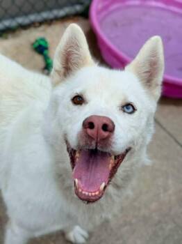 Princess -  Husky Dog for Adoption in Chicago, Illinois - Princess | PetCurious